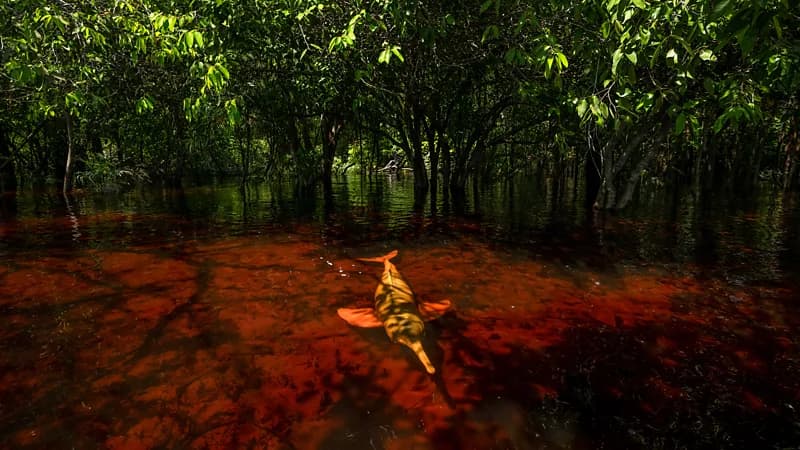 Why pink dolphins are the Amazon's 'great thieves'